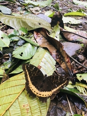Lexias panopus