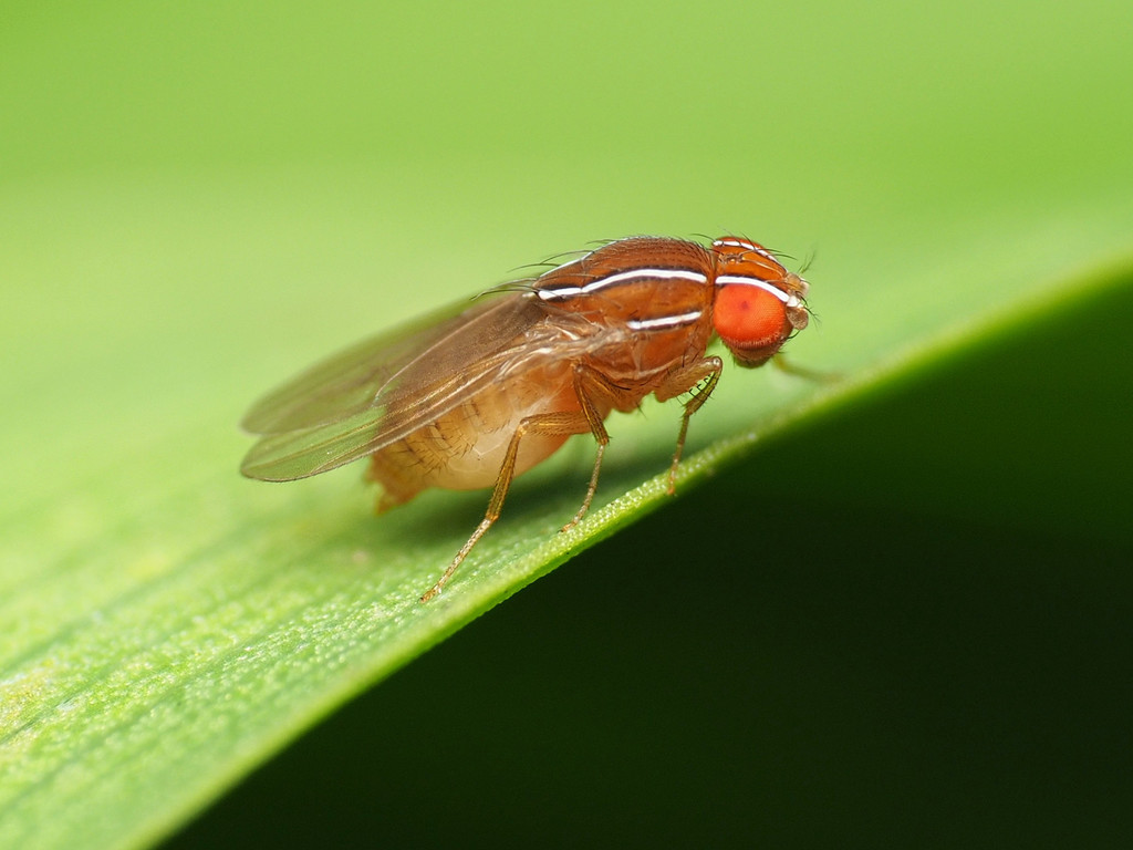 African fig fly