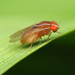 African Fig Fly - Photo (c) Katja Schulz, some rights reserved (CC BY), uploaded by Katja Schulz