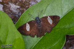 Ectomis cythna