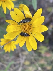 Acmaeodera amabilis