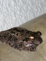 Smilisca baudinii