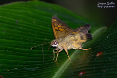 Nascus phocus