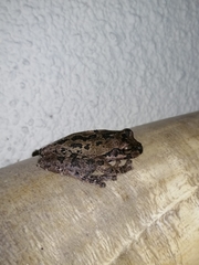 Smilisca baudinii
