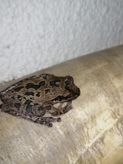 Smilisca baudinii