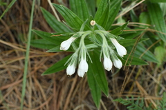 Lithospermum trinervium