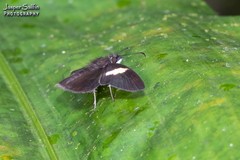 Potamanaxas flavofasciata