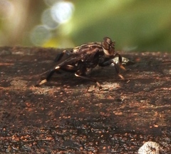 Ropalomeridae