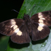 Potamanaxas - Photo (c) John Christensen, some rights reserved (CC BY-NC), uploaded by John Christensen