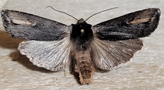 Xylena cineritia
