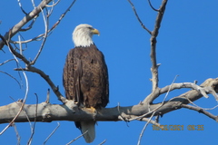Haliaeetus leucocephalus