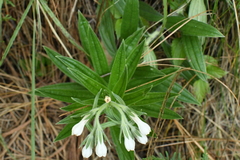 Lithospermum trinervium