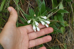 Lithospermum trinervium