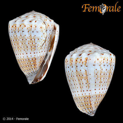 Abbreviated Cone