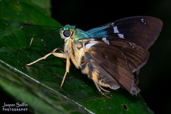 Astraptes fulgerator fulgerator