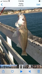 Genyonemus lineatus