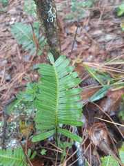 Pleopeltis polypodioides