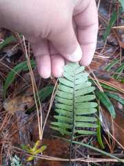 Pleopeltis polypodioides