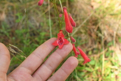 Penstemon miniatus