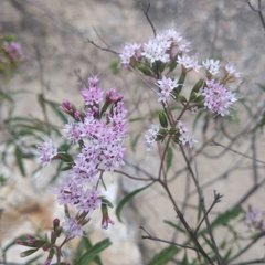 Stevia lucida bipontini