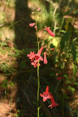 Penstemon miniatus