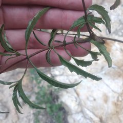 Stevia lucida bipontini
