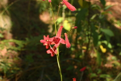 Penstemon miniatus