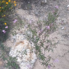 Stevia lucida bipontini