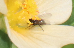 Carnoidea