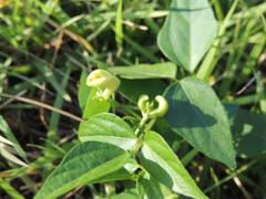 Vigna angularis nipponensis