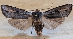 Xylena thoracica