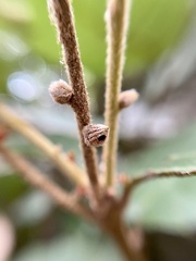 Andricus notholithocarpi