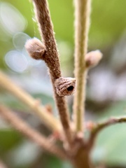 Andricus notholithocarpi