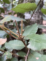 Andricus notholithocarpi