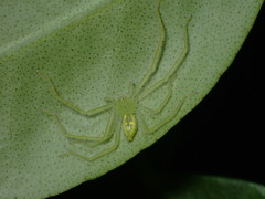 Gnathopalystes taiwanensis