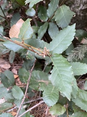 Andricus notholithocarpi