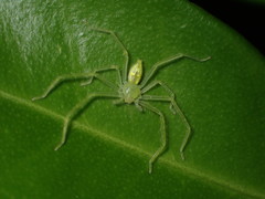 Gnathopalystes taiwanensis