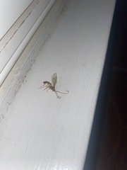 Enicospilus guatemalensis