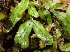 Hymenophyllum armstrongii