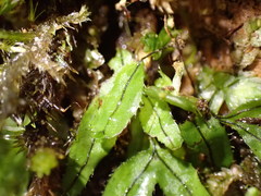 Hymenophyllum armstrongii