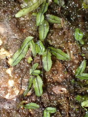 Hymenophyllum armstrongii