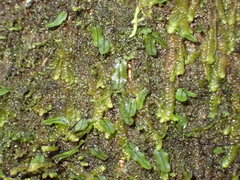 Hymenophyllum armstrongii