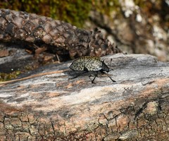 Cypherotylus californicus