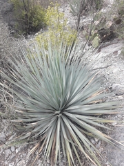 Dasylirion berlandieri