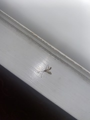 Enicospilus guatemalensis