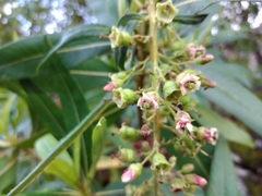 Escallonia pendula