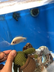 Amphilophus labiatus