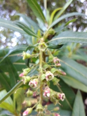 Escallonia pendula
