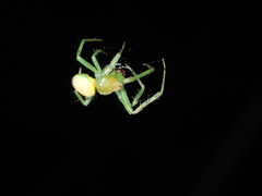 Bijoaraneus mitificus