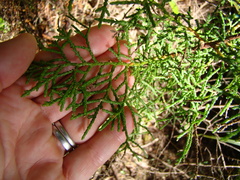 Lepidothamnus intermedius